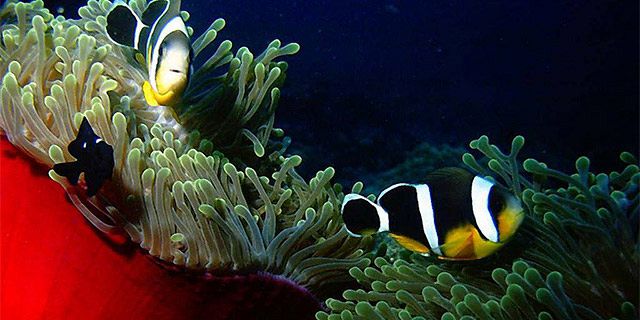 Night dive on the west coast mauritius (3)